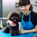 mau cat tia long cho poodle dep duoc ua chuong2023 2